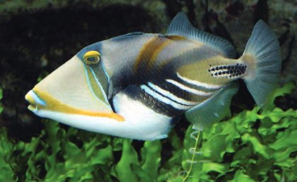 Triggerfish, a common Great Barrier Reef species, are fooled by visual illusions in the same way as humans